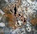 Colorful Hubbard Basin Petrified Wood Slab - x #5021-2